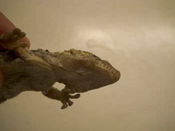 Media type: image;   Herpetology R-183771
